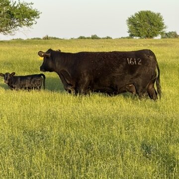 A cow with 1612 marked on her side, standing with her calf.